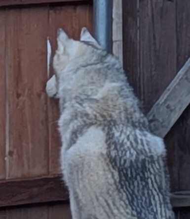 an image of a siberian husky sitting by a wooden fence, staring intensely through a small hole in it.