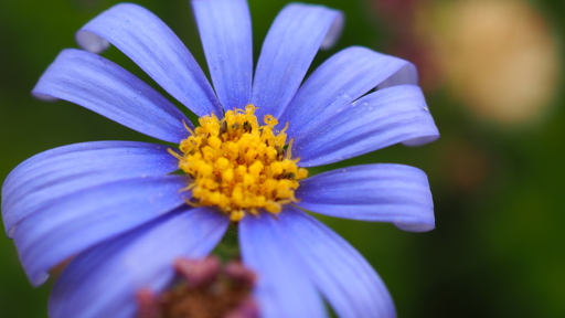 A blue flower