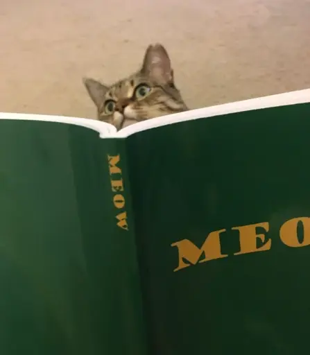 A cat looking up from a book. The book is titled "Meow"