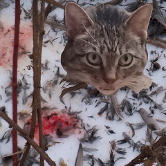 Hairy Harmonies icon issa spectral head of a cat licking its lips above a patch of blood stained snow and feathers (but note that the real-life cat is blameless)